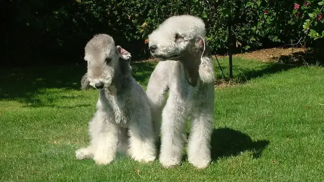 Video thumbnail for 15 Pros and Cons of Owning a Bedlington Terrier