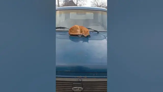 Video thumbnail for Red cat resting on a car😃😄🤨#shorts