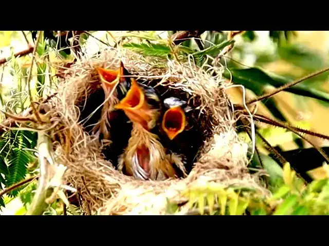 'Video thumbnail for Babie bird hungry to wait eat food on nest'