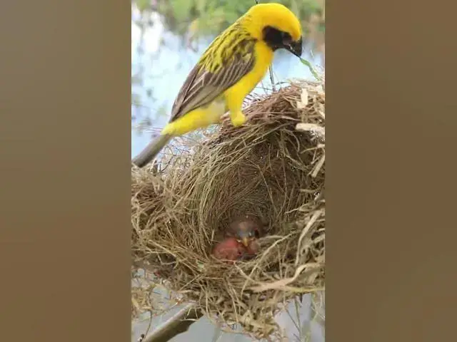 Video thumbnail for Sudan Golden Sparrow Bird in Nest  #Baby #Wild #Birds #Nest #Nature #Newborn #Feathered #Hatching