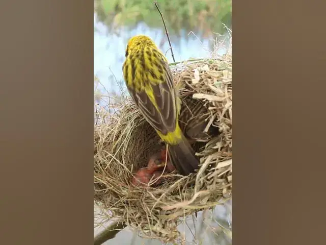 Video thumbnail for Top Male Golden Bird Feeding #Baby #Wild #Birds #Nest #Nature #Newborn #Feathered #Hatching #birds #