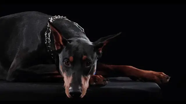 Video thumbnail for How Do You Take Care of a Doberman Dog?