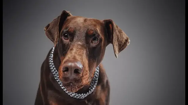 Video thumbnail for 10 Smart Facts About Doberman Pinschers