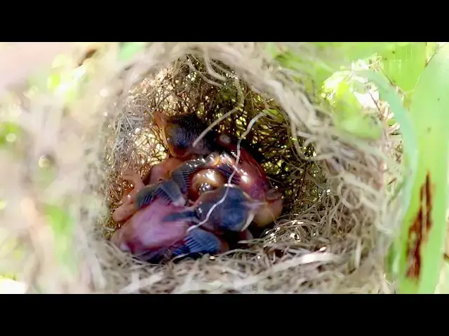 Video thumbnail for Feathered Friend Nurturing a Baby Sparrow in its Nest @ViralBirdNest