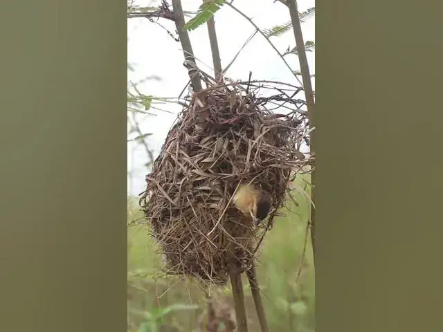Video thumbnail for Babies Widl Golden Bird AP#014  #birdeggs #nestegg #birdnest #birdslover #birdnestandegg #nestling