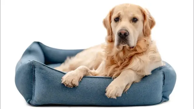 Video thumbnail for Golden Retriever Dog Breed: Pros & Cons