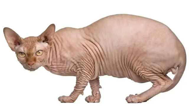 Video thumbnail for Sphynx Cat Breed: Pros & Cons