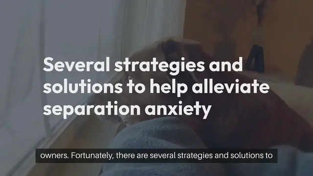 'Video thumbnail for Pet Separation Anxiety Solutions'