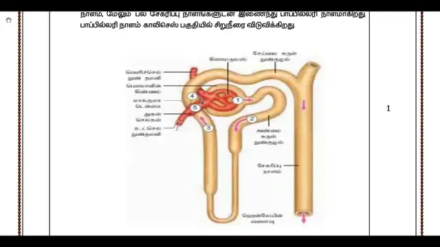 Video thumbnail for 11th Bio-Zoology 2nd MidTerm Answer Keys 2019-20 | Namakkal District | Tamil Medium