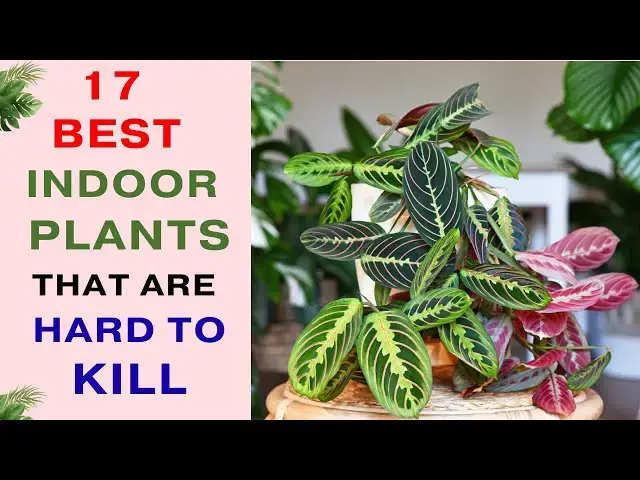 'Video thumbnail for 17 Best Indoor Plants That Are Hard to Kill | Long Lasting Indoor Plants'