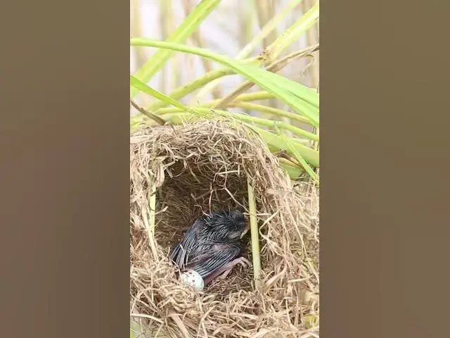 Video thumbnail for Egg & Bird Babies #birdwatching #shortbird #birds #shortvideo #bikelover #birdnest #catchbird
