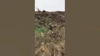 Video thumbnail for Do Cats Like Humans?