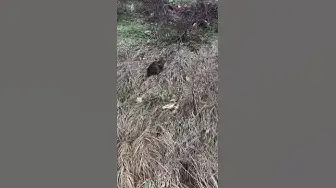 Video thumbnail for Are Cats Smarter Than Dogs?