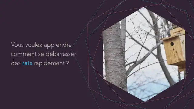 Video thumbnail for Comment se débarrasser des rats ? Astuces de grand-mère