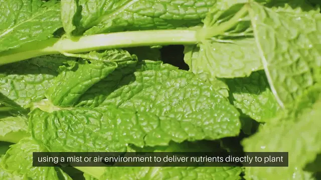 Video thumbnail for Aeroponic Gardening System Design