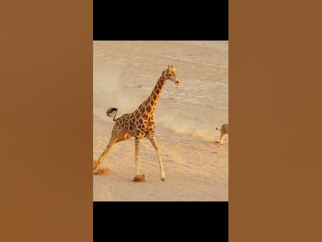 Video thumbnail for animaltracks #tiktok  #fyp  #foryou  #animalworld #amazing  #animals   #animals  #wildanimals