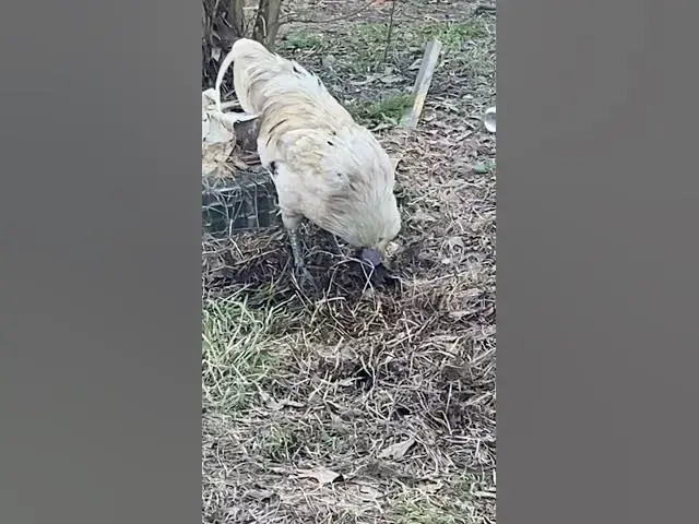 Video thumbnail for They want food, you say theyre free range and need to learn to forage, so they show you they do know