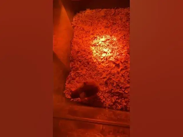 Video thumbnail for When you think someone else found something good, but its really nothing #Chicks #Animals #Funny