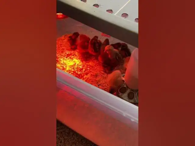 Video thumbnail for We got some baby chicks the other day! #Chicks #Chickens #Animals #Brooder #CapCut