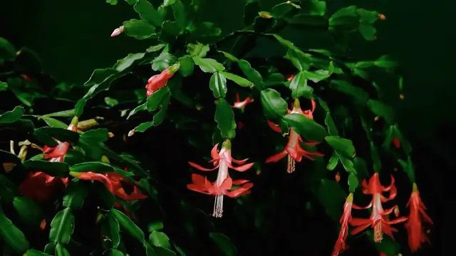 'Video thumbnail for How To Grow A Christmas Cactus'