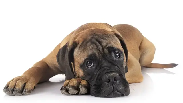 Video thumbnail for Is Bullmastiff a Good Family Dog?