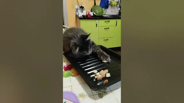 Video thumbnail for This cat is stealing dry breads off the table.🤔🤨😀#shorts