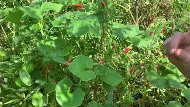 'Video thumbnail for Saving Peppermint Balsam Seeds'