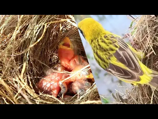 Video thumbnail for Yellow Sparrow's Nesting Skills // Tiny Yellow Sparrow Crafts Perfect Nest  @ViralBirdNest