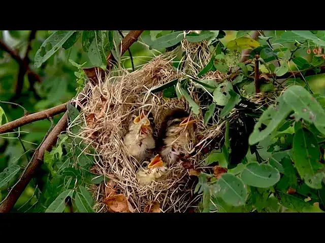 'Video thumbnail for Top wild babie bird a lot'