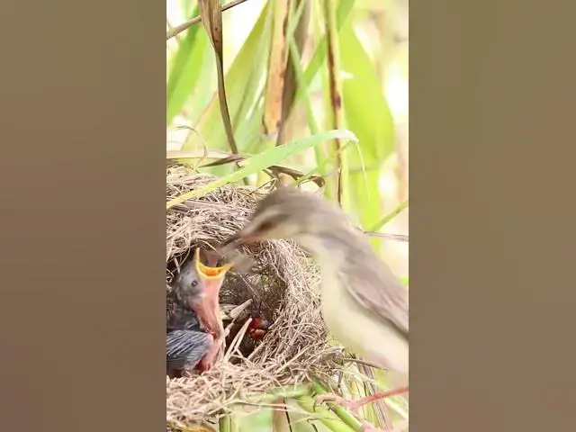 Video thumbnail for Top Mom taking care babies bird EP# #birds #nature #shortvideo #viralvideo #birds #farming #wild  #f