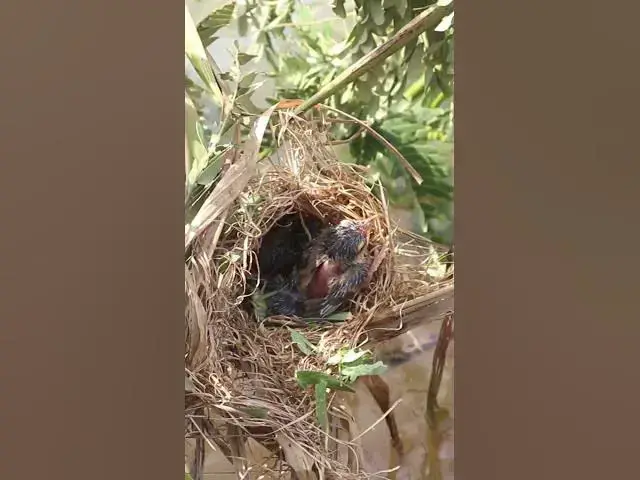 Video thumbnail for Eating & Cries Baies Bird #birds #birdslover #bird #nest #nestbird #birdcries #feedshorts #feedbird
