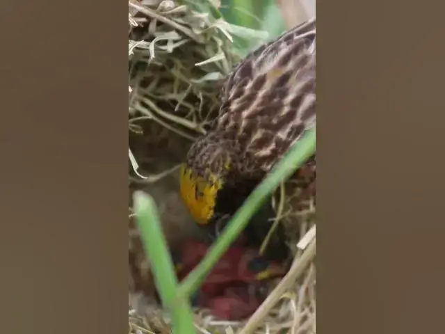 Video thumbnail for Female Golden Bird Feed Baby #Female #Golden #Feed #Baby #Nest #Start #Results