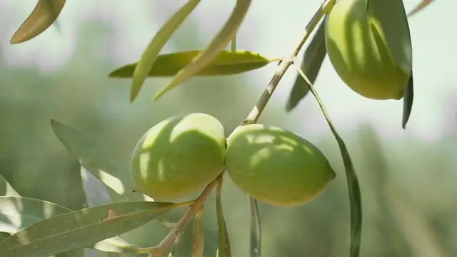 Video thumbnail for Rustic and Flavorful: Homemade Focaccia with Olives and Tomatoes