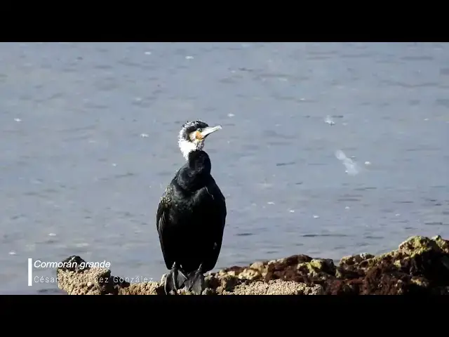 Video thumbnail for Cormorán grande (Phalacrocorax carbo)