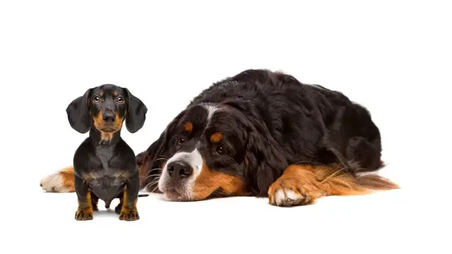 Video thumbnail for Is It Worth Getting a Second Dog?