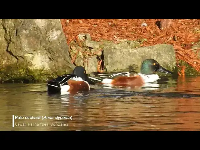 Video thumbnail for Pato cuchara adulto (Anas clypeata)
