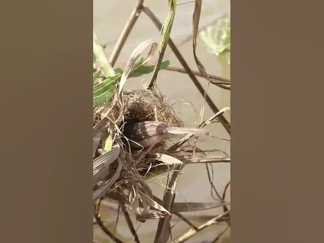 Video thumbnail for Feeding Bird Eating #birdwatching #birdspotting #nature #birdslover #birds #birdkids #birdparent