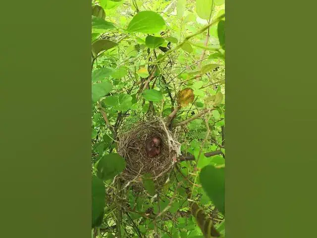 Video thumbnail for small nest of baby peacok  #birds #nest #birdhome #birdnest #birdslover #birdshelter #bird