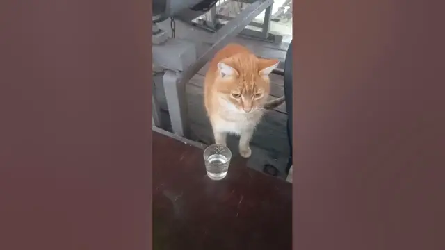 Video thumbnail for Can Cats Eat Raw Cucumbers?