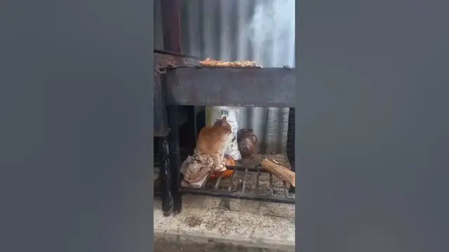 Video thumbnail for Can I Feed My Cat Grilled Steak?