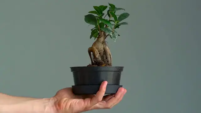 Video thumbnail for Mastering the Art of Bonsai Tree Care: A Comprehensive Guide