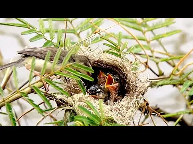 'Video thumbnail for On nest babie bird | Wild bird babie to wait eat food'
