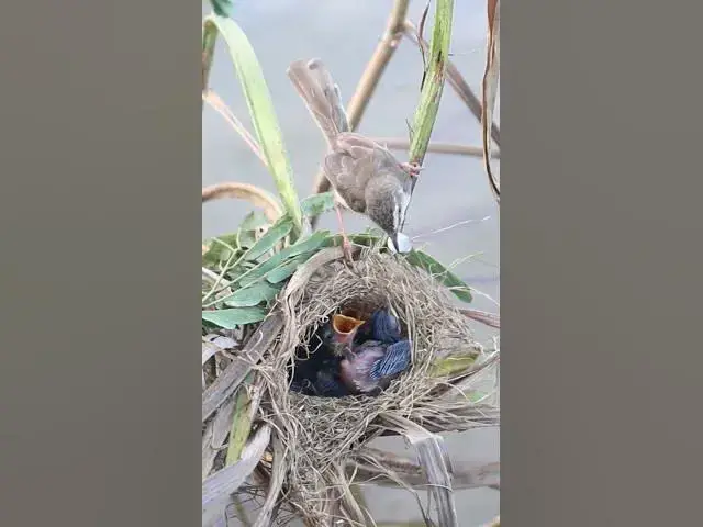 Video thumbnail for Amzing Mother Bird With Babies  #Nesting #BirdBehavior #BirdWatching #NatureLovers #Wildlife #BirdLi