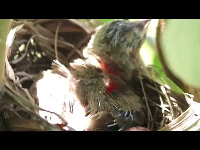 Video thumbnail for Peacock Nesting: A Parent's Guide // Egg to Feather: Raising a Peacock in its Nest  @ViralBirdNest