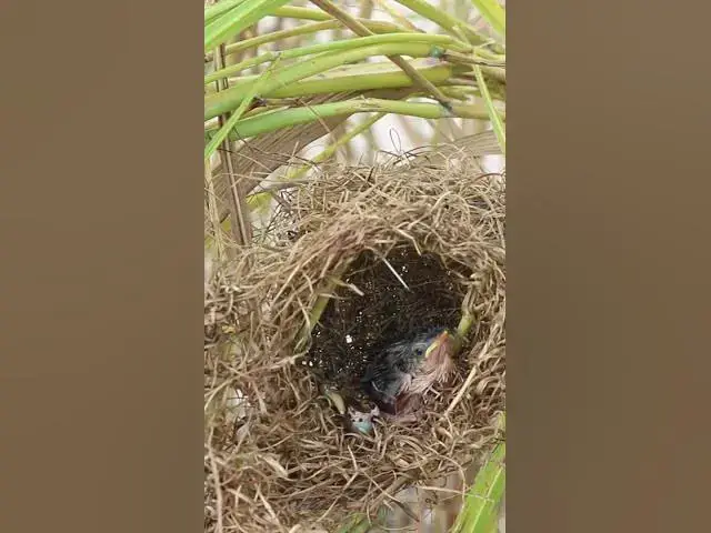 Video thumbnail for Top Mother Bird Feeding Babies in Nest #Shorts #BabyBirds #CuckooBird #BirdWatching #Nature #Wildlif