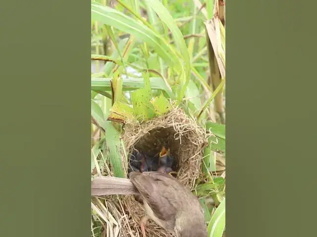 Video thumbnail for Grown Bird Sparrow Feed #Female #Golden #Feed #Baby #Nest #Start #Results