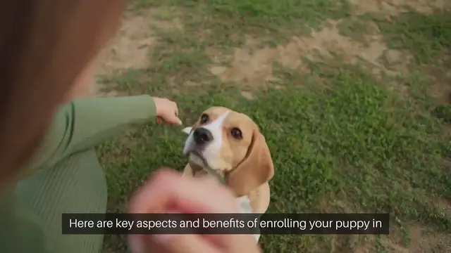 Video thumbnail for Puppy Obedience School