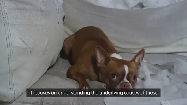 Video thumbnail for Puppy Behavior Therapy