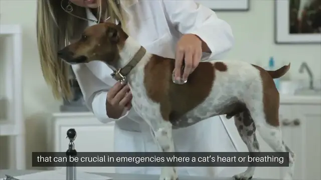 Video thumbnail for Cat CPR Techniques