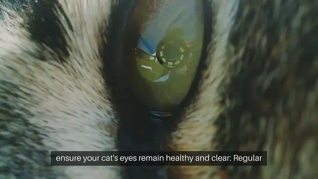 Video thumbnail for Cat Eye Health Tips